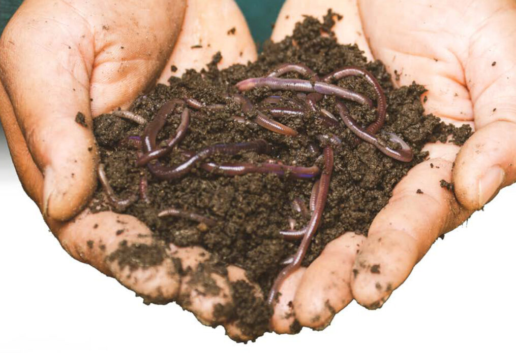 Solucan Gubresi Nedir ?